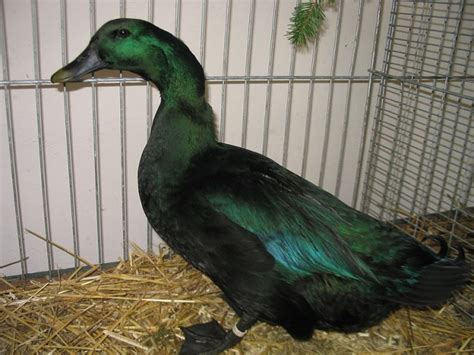 Full grown, young Male and Female pairs of Indian Runner Ducks for Sale that are 45 a pair. . Ducks for sale craigslist